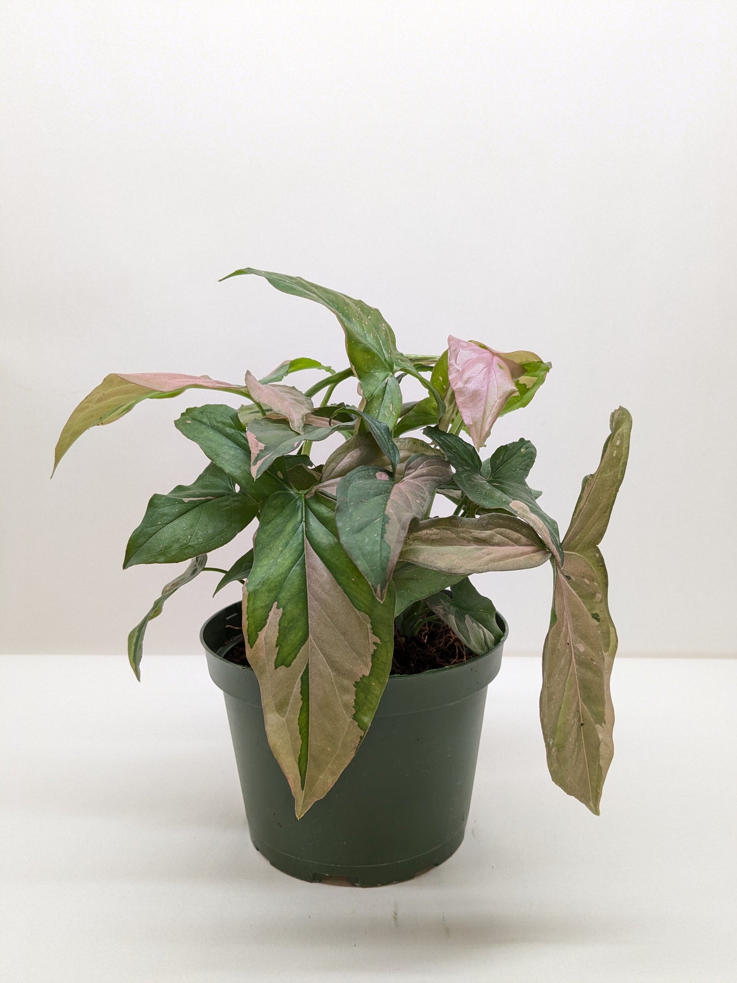 Syngonium 'Pink Splash' - 4" Pot
