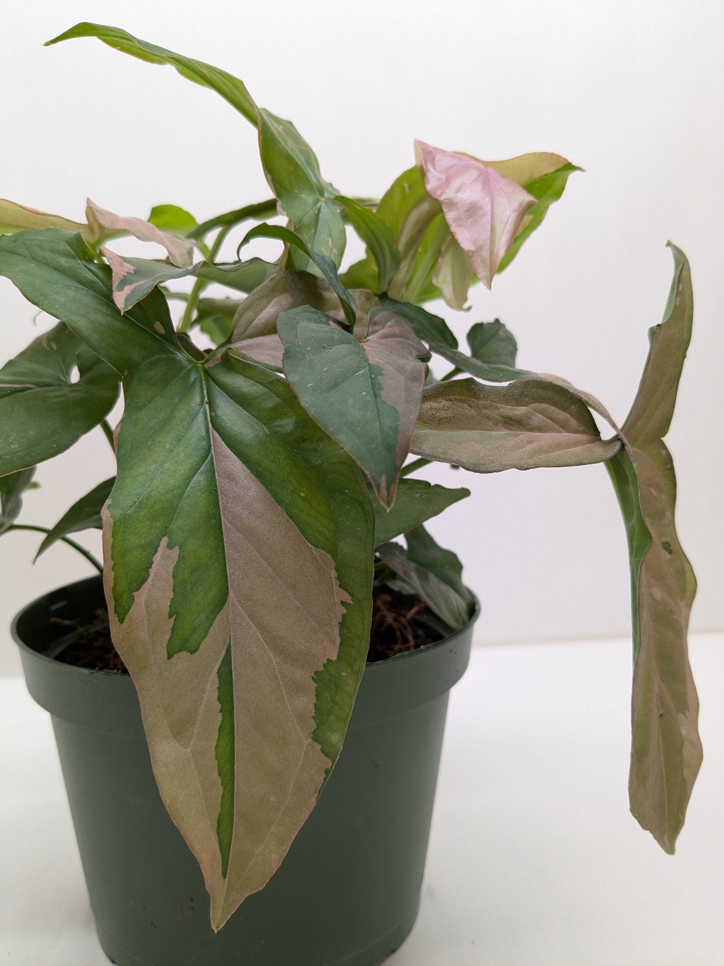 Syngonium 'Pink Splash' - 4" Pot