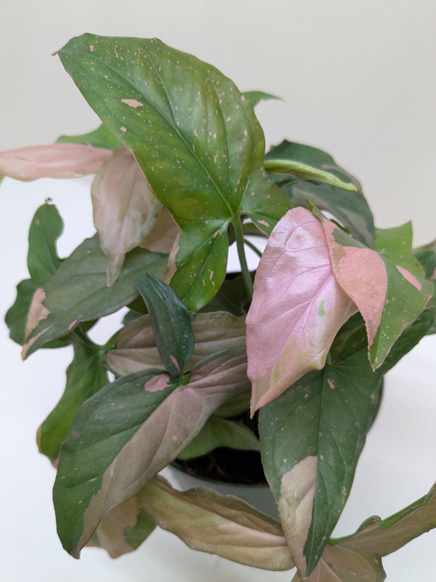 Syngonium 'Pink Splash' - 4" Pot